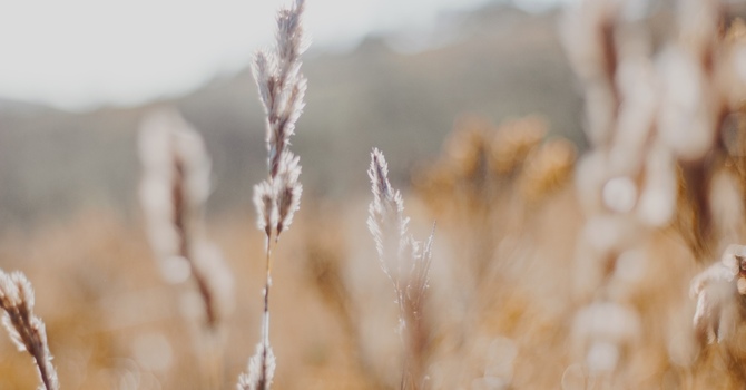 Clinical Supervision