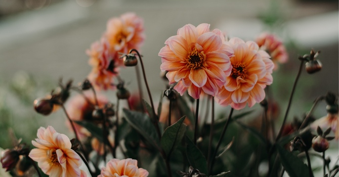 Clinical Supervision